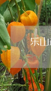 乐山市人民政府关于组建法律顾问