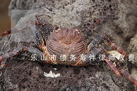 乐山市债务案件律师收费 乐山市债务案件律师收费