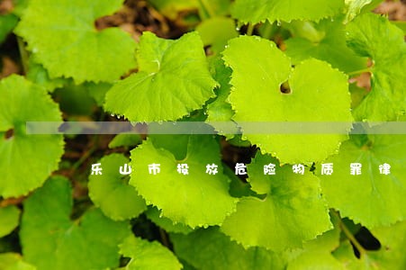 乐山市投放危险物质罪律师 乐山市投放危险物质罪律师