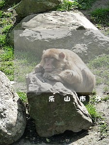 乐山市沙湾区专业债务律师 乐山市沙湾区专业债务律师