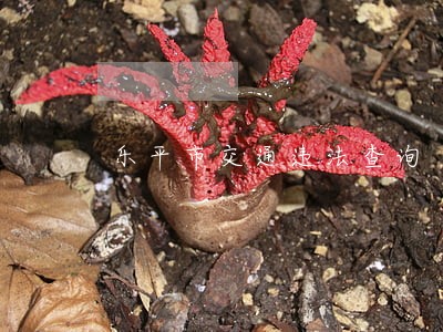 乐平市交通违法查询