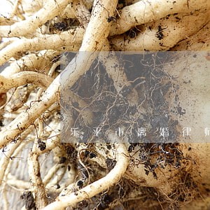 乐平市离婚律师多少钱 乐平市离婚律师多少钱