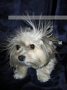 乐昌乐城街道刑事案件律师 乐昌乐城街道刑事案件律师