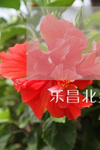 乐昌北乡镇劳动律师 乐昌北乡镇劳动律师