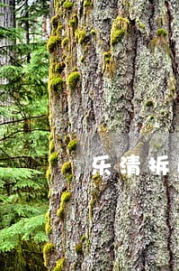 乐清拆迁安置律师信息在线查询 乐清拆迁安置律师信息在线查询