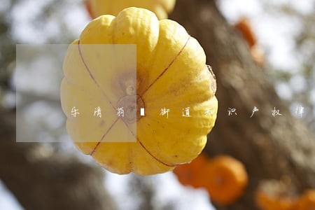 乐清翁垟街道知识产权律师