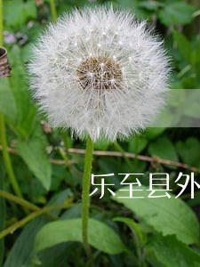 乐至县外商投资在线律师咨询 乐至县外商投资在线律师咨询