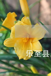 乐至县工商查询律师在线免费咨询