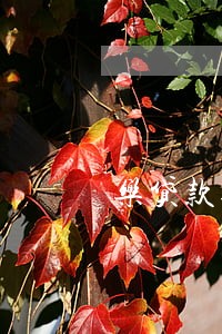 乐贷款逾期多久可以用 乐贷款逾期多久可以用