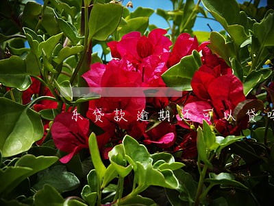 乐贷款逾期还可以贷吗 乐贷款逾期还可以贷吗