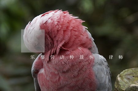 乐都劳动仲裁纠纷律师