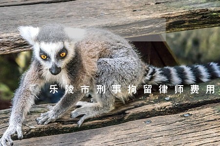 乐陵市刑事拘留律师费用多少 乐陵市刑事拘留律师费用多少