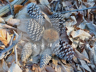乐陵市律师在线免费法律咨询