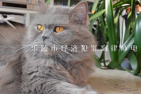 乐陵市经济犯罪案律师电话 乐陵市经济犯罪案律师电话