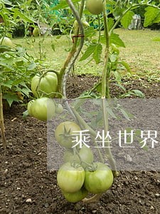 乘坐世界上条例最为严格的船
