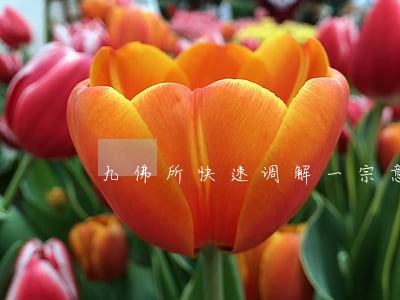 九佛所快速调解一宗意外死亡 九佛所快速调解一宗意外死亡