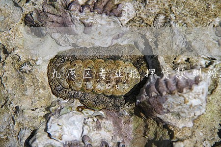 九原区专业抵押贷款纠纷律师 九原区专业抵押贷款纠纷律师