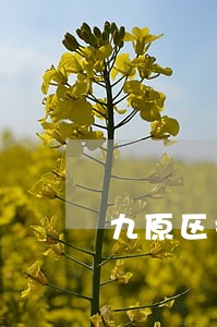 九原区拆迁补偿安置律师 九原区拆迁补偿安置律师