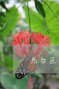 九台区新闻侵权律师咨询电话 九台区新闻侵权律师咨询电话