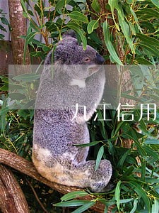 九江信用卡逾期5天有影响吗 九江信用卡逾期5天有影响吗