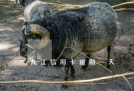 九江信用卡逾期一天 九江信用卡逾期一天