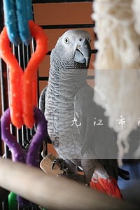 九江市浔阳区法院电话张亮 九江市浔阳区法院电话张亮