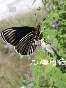 九江网络法律律师咨询电话 九江网络法律律师咨询电话