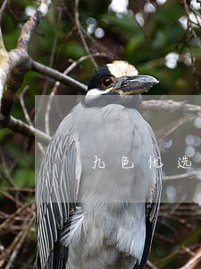 九色优选信用卡逾期怎么办 九色优选信用卡逾期怎么办