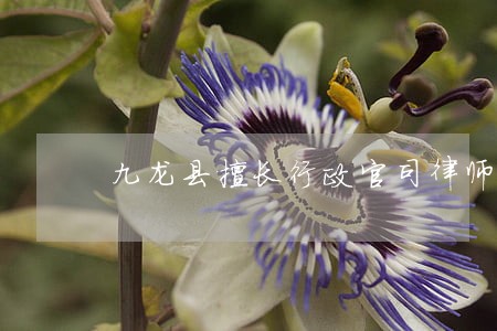 九龙县擅长行政官司律师