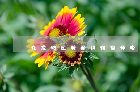 九龙坡区劳动纠纷律师电话 九龙坡区劳动纠纷律师电话