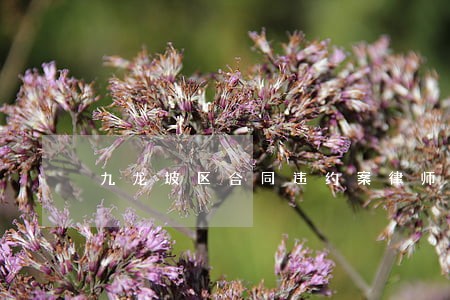 九龙坡区合同违约案律师在线咨询 九龙坡区合同违约案律师在线咨询