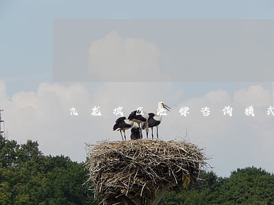 九龙坡区法律咨询模式 九龙坡区法律咨询模式