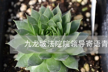 九龙坡法院院领导寄语青年干警致 九龙坡法院院领导寄语青年干警致