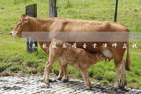 九龙坡离婚专业律师在线咨询