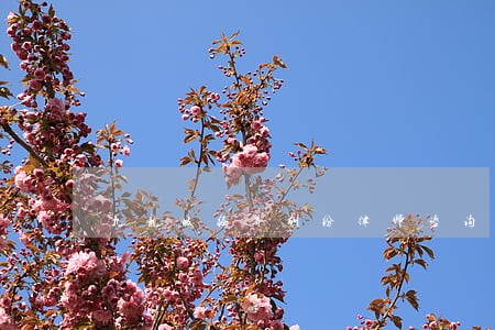 九龙坡经济纠纷律师咨询免费 九龙坡经济纠纷律师咨询免费