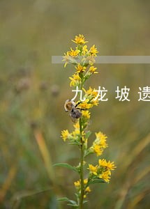 九龙坡遗产房产律师事务所