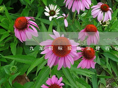 九龙招标投标法律咨询热线 九龙招标投标法律咨询热线