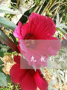 九龙行政赔偿免费法律咨询热线 九龙行政赔偿免费法律咨询热线