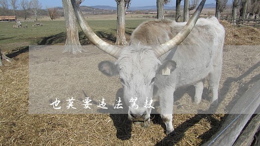 也莫要违法驾驶 也莫要违法驾驶