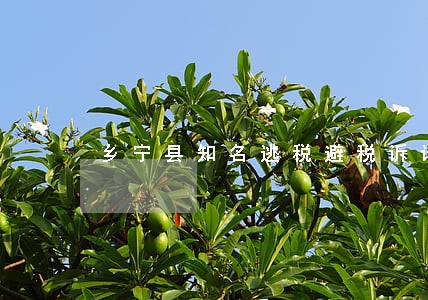 乡宁县知名逃税避税诉讼律师 乡宁县知名逃税避税诉讼律师