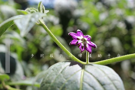 乡村振兴法律援助平台 乡村振兴法律援助平台