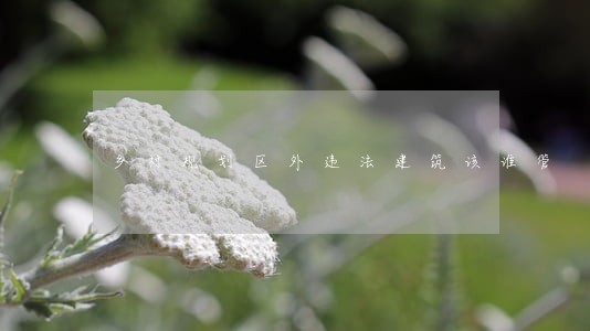 乡村规划区外违法建筑该谁管