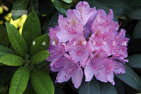 乡镇政府法律顾问总结 乡镇政府法律顾问总结