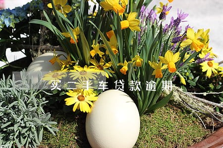 买二手车贷款逾期 买二手车贷款逾期