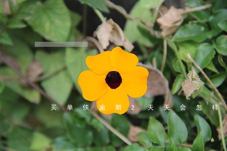买单侠逾期2天天会怎样 买单侠逾期2天天会怎样