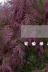 买单侠逾期3天罚息多少 买单侠逾期3天罚息多少