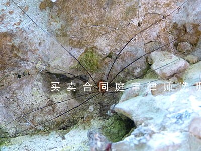 买卖合同庭审律师选哪家 买卖合同庭审律师选哪家
