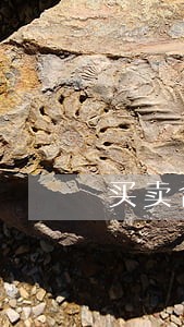 买卖合同逾期利息月息2分有效吗 买卖合同逾期利息月息2分有效吗