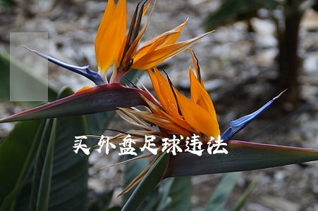 买外盘足球违法 买外盘足球违法
