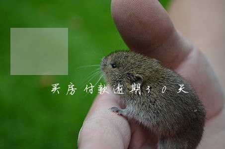 买房付款逾期30天 买房付款逾期30天
